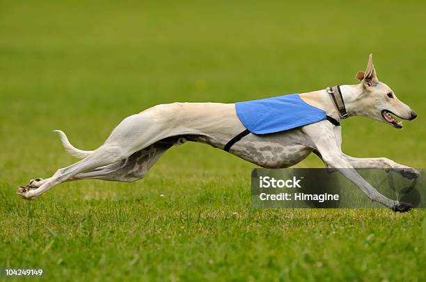 Levriero Esca Coursing - Fotografie stock e altre immagini di Levriero - Levriero, Cane, Animale