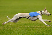 A greyhound running fast in the green grass