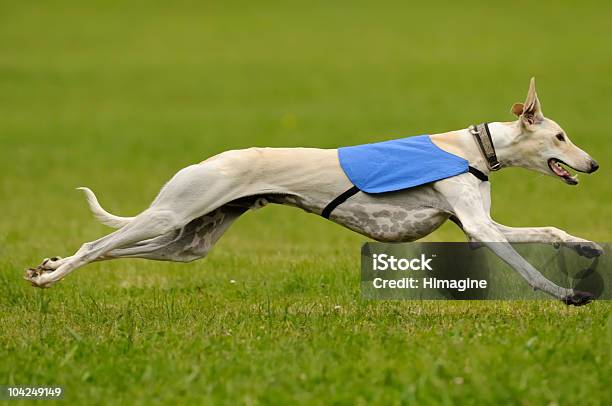Foto de Lure Coursing Greyhound e mais fotos de stock de Galgo - Galgo, Cão, Animal