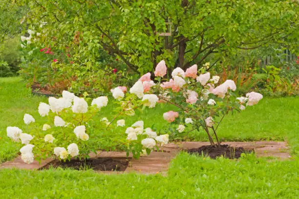 White and pink hydrangeas paniculata in separate frames.