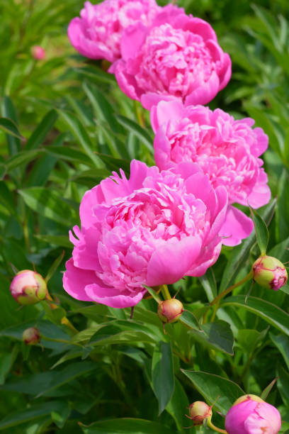 istock Pink-lilac peony in garden as postcard 1042491938