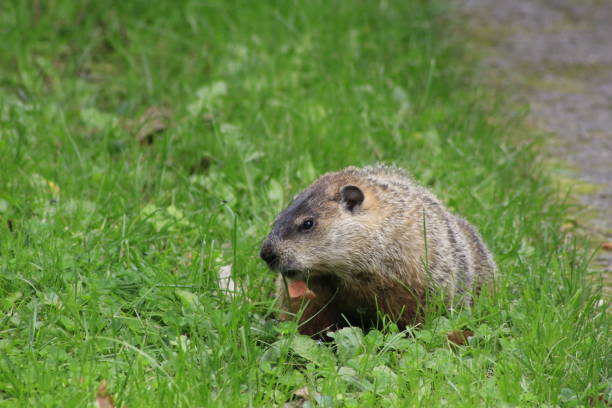 istock The Ground Hog. The ground hog is an early indicator of Springtime. 1042492246