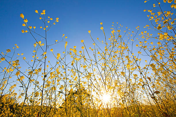 indischer senf blumen auf blauem himmel bei sonnenaufgang - mustard plant mustard field clear sky sky stock-fotos und bilder