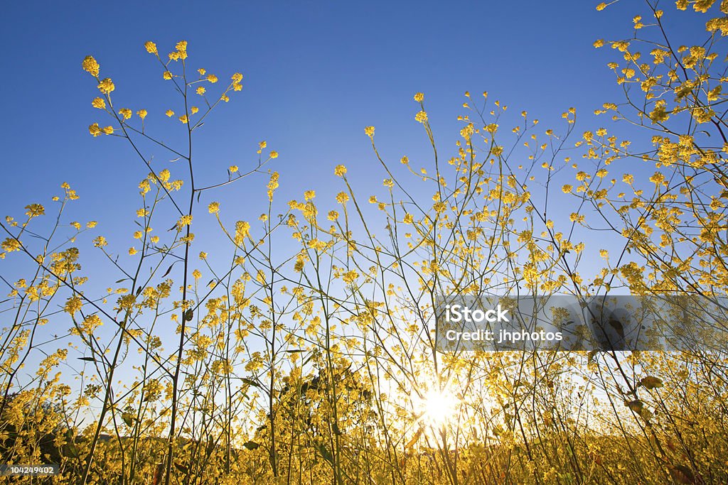 Mostarda flores contra o céu azul ao nascer do sol - Foto de stock de Abril royalty-free