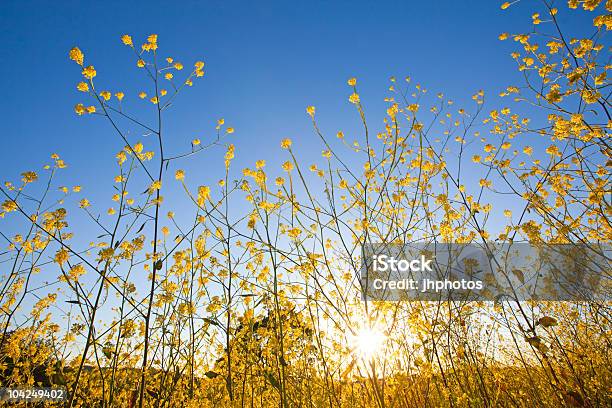 Foto de Mostarda Flores Contra O Céu Azul Ao Nascer Do Sol e mais fotos de stock de Abril - Abril, Agricultura, Alba