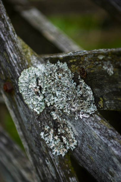 A weathered farm gate with a covering of lichens. It is on a Cumbrian sheep farm.