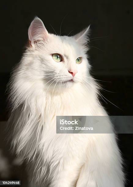 White Cat Stock Photo - Download Image Now - Beauty In Nature, Black Color, Color Image