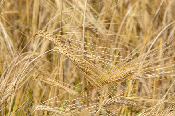 istock Field of barley ears 1042498670