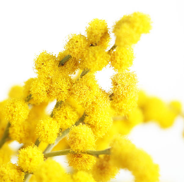 istock Mimosa flower close-up isolated on white background 104250145