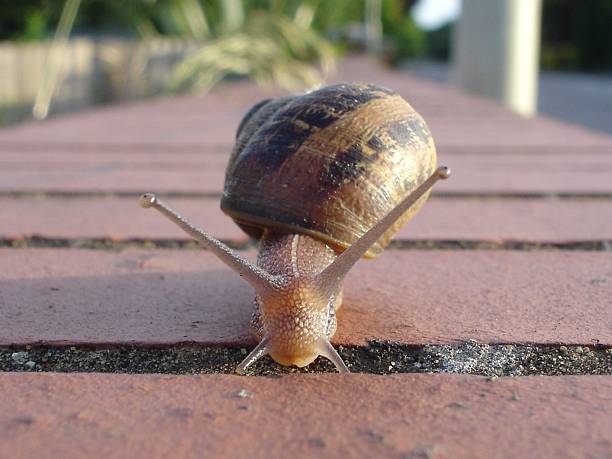 Caracol - foto de acervo