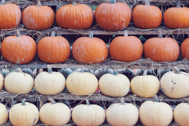istock background from autumn harvested pumpkins 1042508488