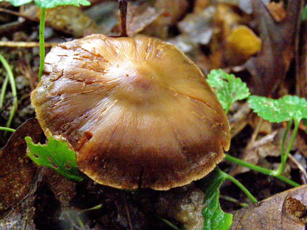 istock nature organic mushrooms 1042509230