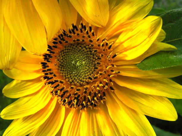 istock nature organic sunflower 1042509352