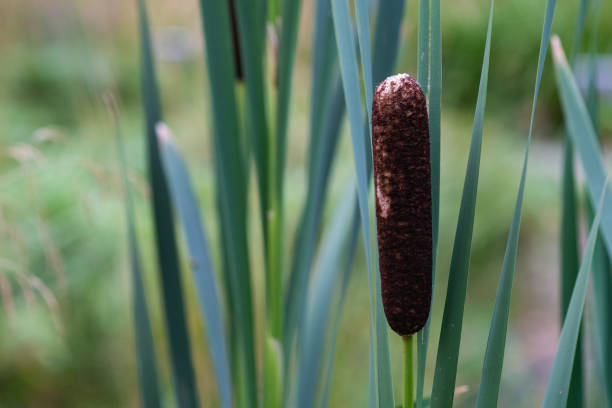 istock Cattail or Typha latifolia plant 1042513226
