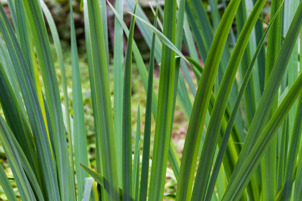 Cattail or Typha latifolia plant
