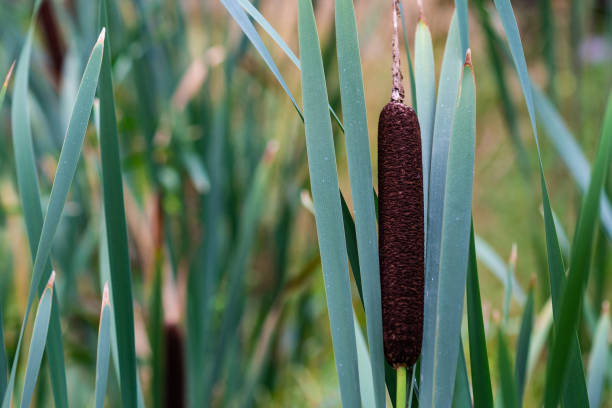 Cattail or Typha latifolia plant