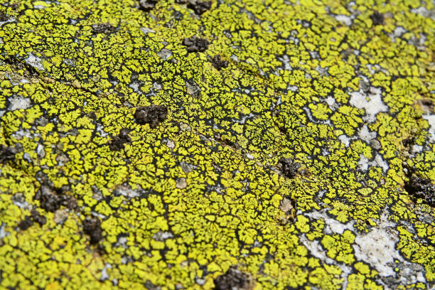 Close-up of a larch twigs covered with moss and lichen.