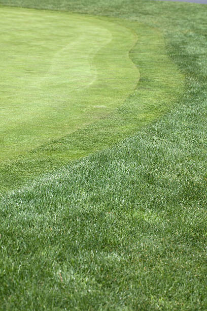 istock Well-groomed putting green at golf course 104251464