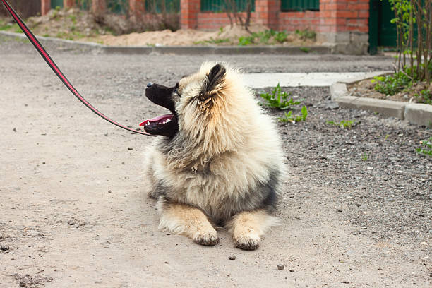 istock cream and black pomeranian spitz 104251494