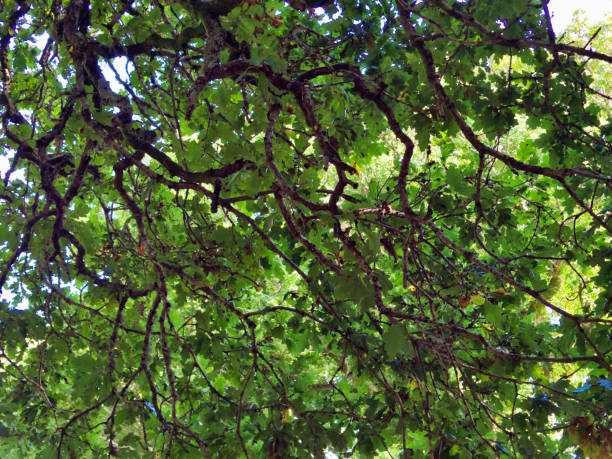 Assorted shots from Dublin, Kerry, and Galway areas