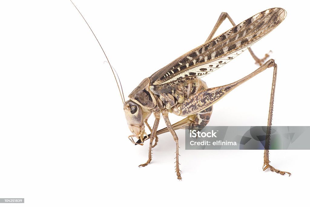 Grasshopper ovipositor limpeza - Foto de stock de Afiar royalty-free