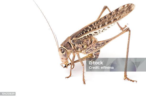 Foto de Grasshopper Ovipositor Limpeza e mais fotos de stock de Afiar - Afiar, Animal, Antena - Parte do corpo animal