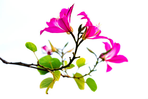 Chongkho pink flower blooming on white isolate background.