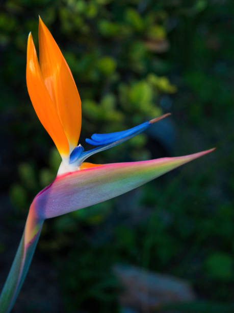 Strelitzia reginae flower with leaves, Bird of paradise flower, Tropical flower isolated on white background, with clipping path