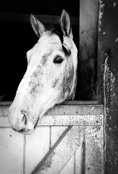 istock Horse portrait 104253091