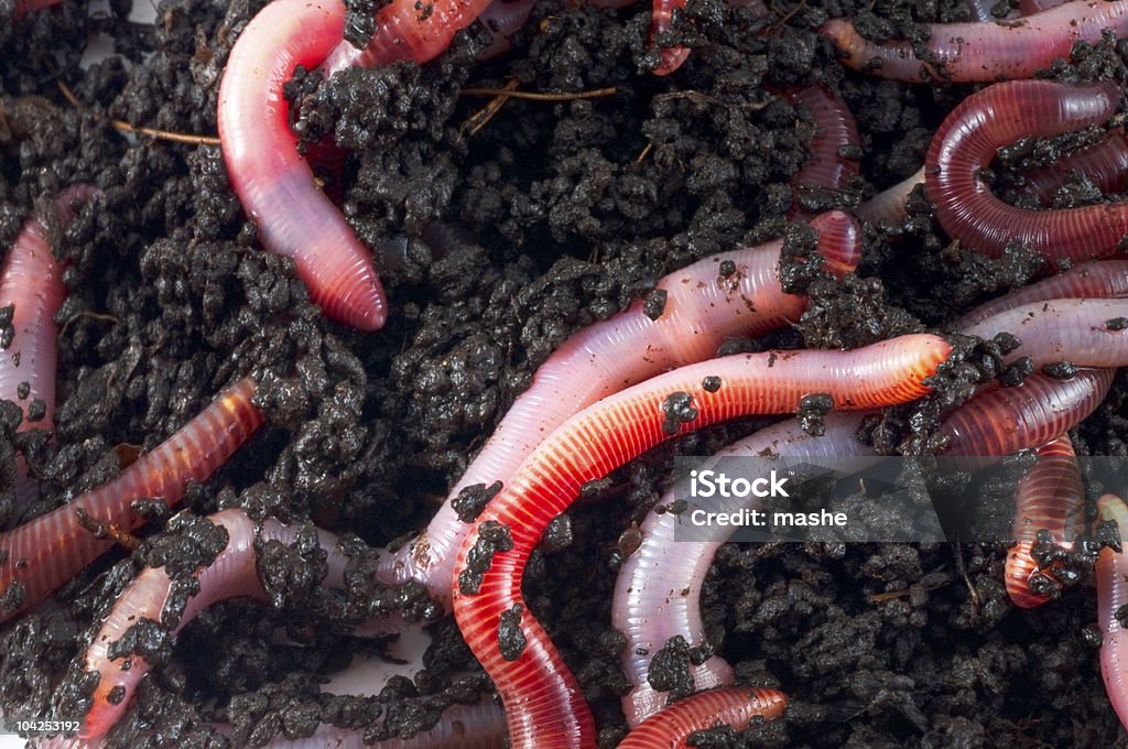 Earthworms  Color Image Stock Photo