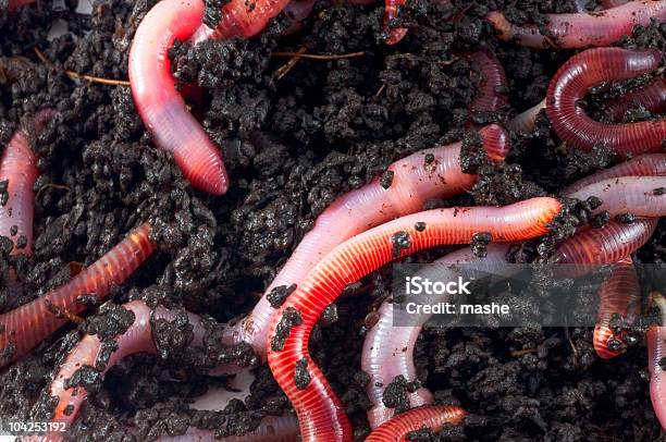 Earthworms Stock Photo - Download Image Now - Color Image, Earthworm, Horizontal