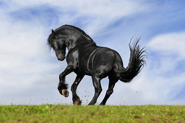 58,900+ Black Horse Stock Photos, Pictures & Royalty-Free Images - iStock