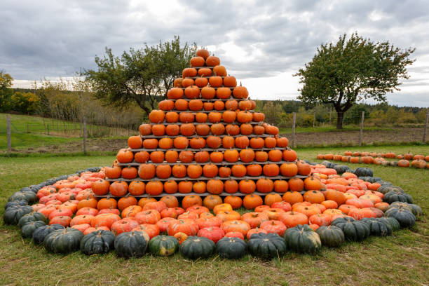 istock pyramid from Autumn harvested pumpkins 1042534482