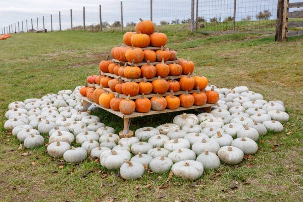 istock pyramid from Autumn harvested pumpkins 1042534502