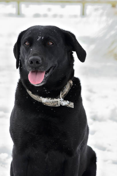 istock Black Labrador in the snow 1042535452