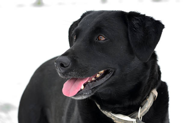 istock Black Labrador in the snow 1042535482
