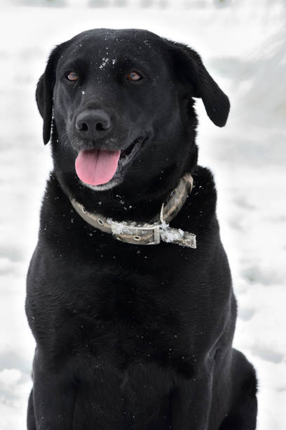 istock Black Labrador retriever in the snow 1042535522