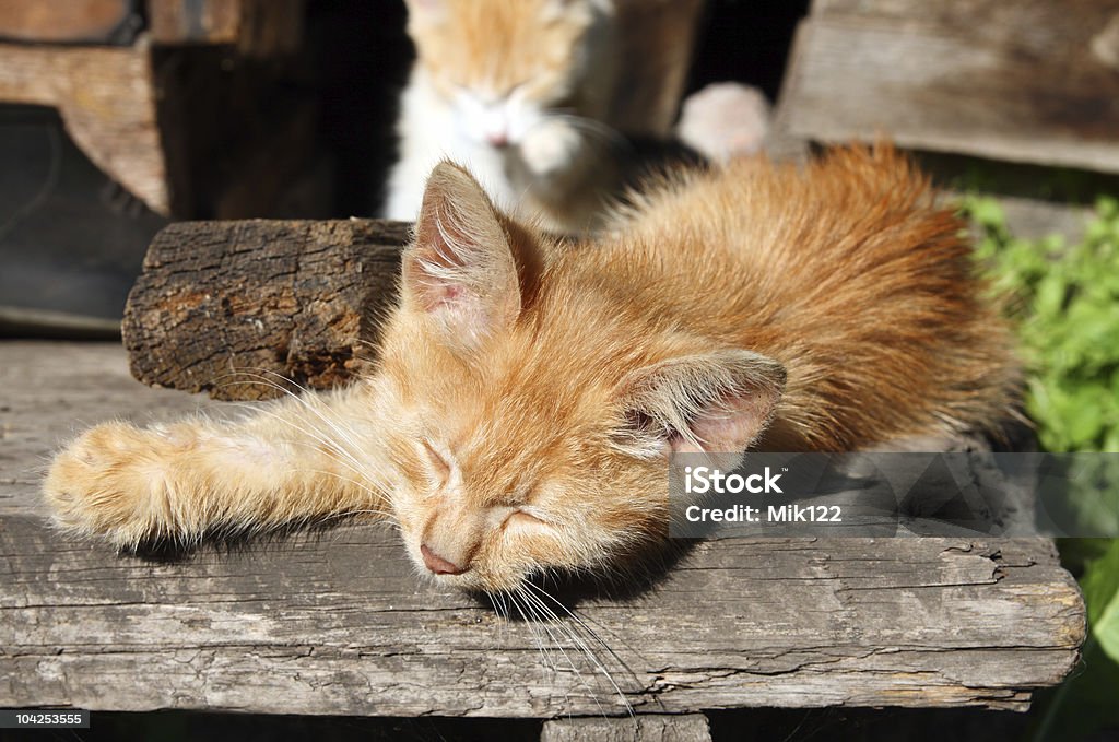 Pequeno Gato Dormir - Royalty-free Alpendre Foto de stock