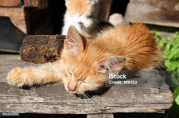 Pequeno Gato Dormir - Fotografias de stock e mais imagens de Alpendre - Alpendre, Amarelo, Amarelo Avermelhado Claro