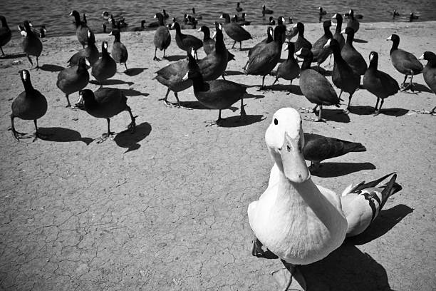 Black and White Photo