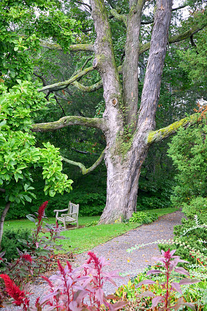 enorme albero - riverdale the bronx foto e immagini stock