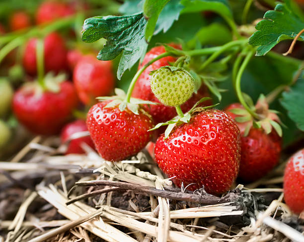 nahaufnahme von frischen erdbeeren auf der vine - strawberry vine stock-fotos und bilder