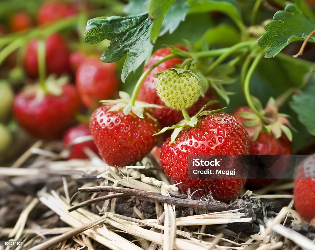 Close-up of fresh strawberries on the vine  Strawberry Stock Photo