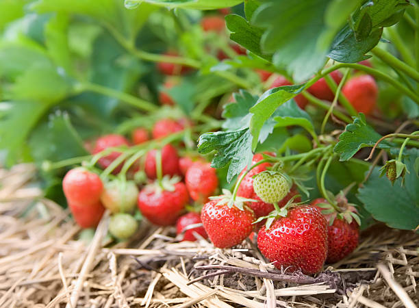 nahaufnahme von frischen bio-erdbeeren wachsenden auf der vine - strawberry vine stock-fotos und bilder