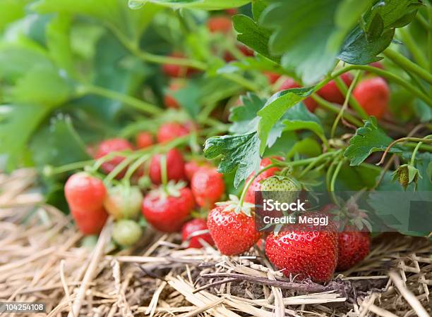 新鮮なオーガニックのクローズアップのストロベリーの成長したブドウ - イチゴのストックフォトや画像を多数ご用意 - イチゴ, 田畑, 植物