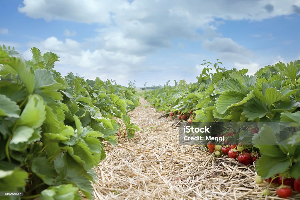 Fresas crecimiento orgánicos frescos en la vid - Foto de stock de Agricultura libre de derechos