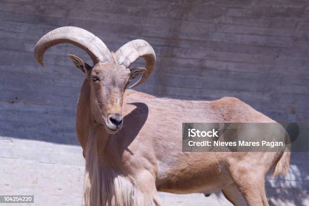 Goat Stock Photo - Download Image Now - Animal, Animal Lips, Animal Mouth