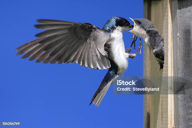 Tree Swallow Feeding Babies Stock Photo - Download Image Now - Animal, Animal Wildlife, Animal Wing