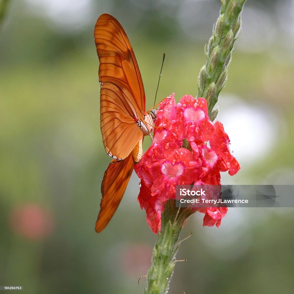 Papillon Julia (Dryas iulia), au Costa Rica, Amérique centrale - Photo de Abdomen d'animal libre de droits