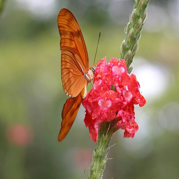 줄리아긴쭉나비 (dryas iulia), 코스타리카, 중미 - 6736 뉴스 사진 이미지